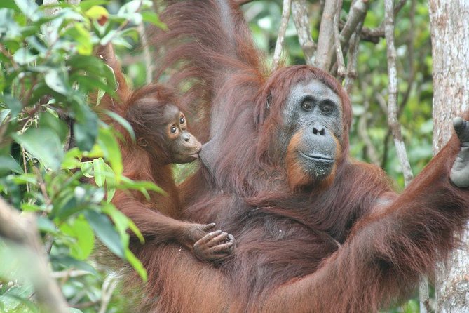 Full-Day Sepilok Orangutan and Proboscis Monkey from Sandakan or Kota Kinabalu - Labuk Bay at the 11:30am feeding