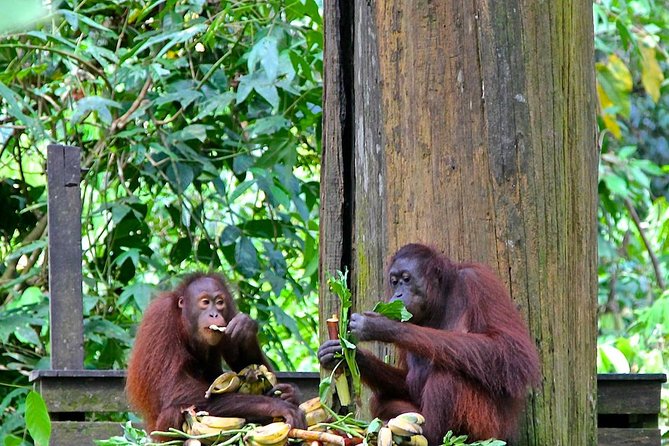 Full-Day Sepilok Orangutan and Proboscis Monkey from Sandakan or Kota Kinabalu - Sepilok and the work behind orangutan rehabilitation