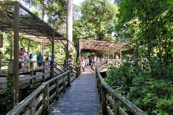 Full-Day Sepilok Orangutan and Proboscis Monkey from Sandakan or Kota Kinabalu - Watching the orangutans feed in the forest
