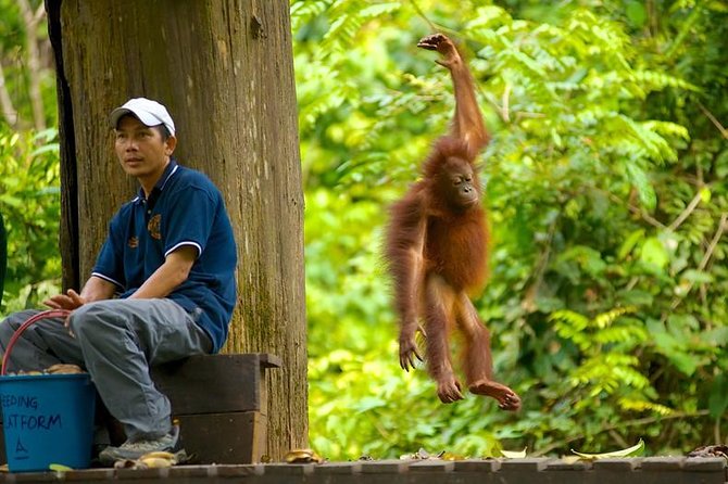 Full-Day Sepilok Orangutan and Proboscis Monkey from Sandakan or Kota Kinabalu - Who should book this experience