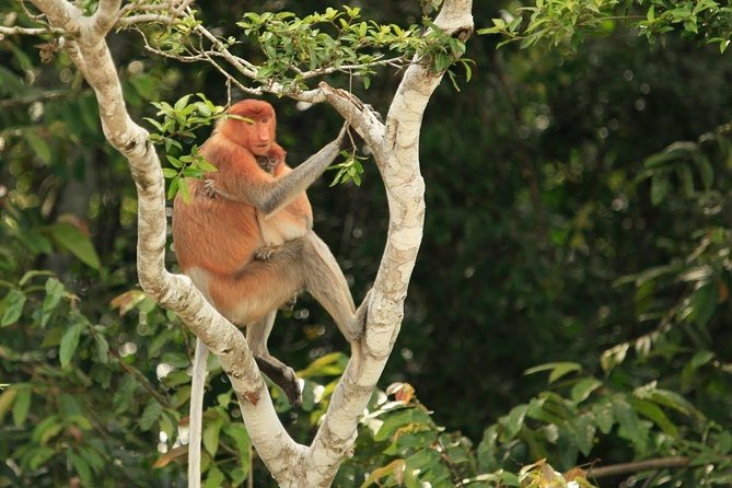 Full-Day Sepilok Orangutan and Proboscis Monkey from Sandakan or Kota Kinabalu - Should you book the Sepilok and Labuk Bay tour?