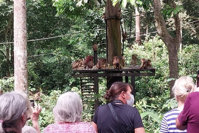 Full-Day Sepilok Orangutan and Sandakan City Trail from Kota Kinabalu - Feeding time and the value of patience