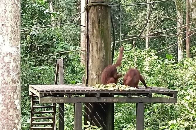 Full-Day Sepilok Orangutan and Sandakan City Trail from Kota Kinabalu - St Michael’s Church and Sandakan’s older character
