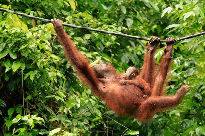 Full-Day Sepilok Orangutan and Sandakan City Trail from Kota Kinabalu - Sandakan Central Market and Kampong Buli Sim Sim