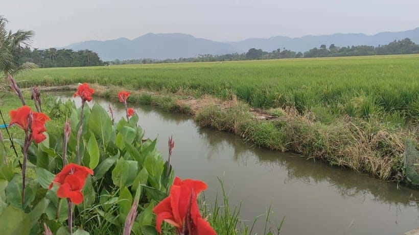 George Town: Balik Pulau Countryside Morning Cycling Tour - Riding the paddy fields and village roads