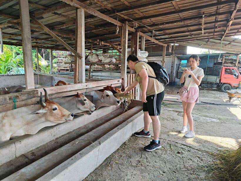 George Town: Balik Pulau Countryside Morning Cycling Tour - What the $47 price really covers