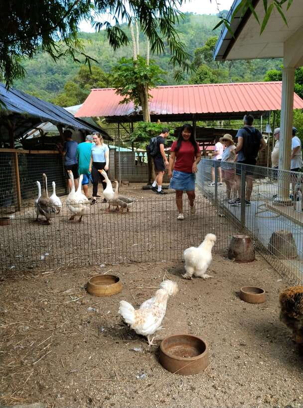 George Town, Penang: Malay Countryside Cycling - A gentle ride through Malay and Chinese villages