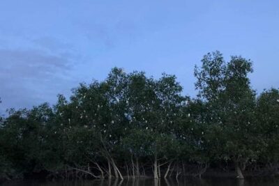 Glowing Kuala Selangor Firefly Tour