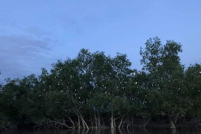 Glowing Kuala Selangor Firefly Tour - The Kampung Kuantan boat ride is the main event