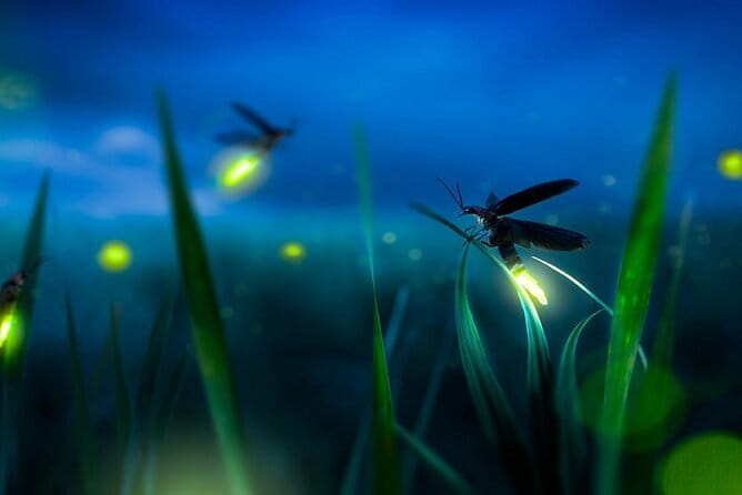 Group Tour: Kuala Selangor Firefly Blinking's including Dinner - Why the Selangor River fireflies are worth the trip