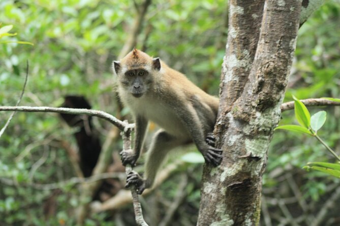 Half-Day Geopark Cruise from Langkawi - Limestone walls and sea stacks from the water