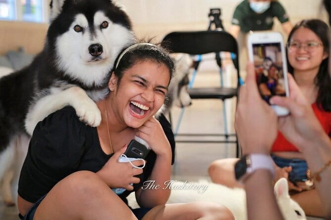 Huskitory Connecting People and Dogs - Meeting the award-winning Siberian Huskies