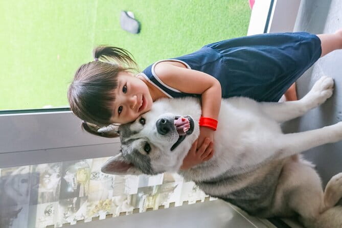 Huskitory Connecting People and Dogs - Photos, treats, and what to budget for