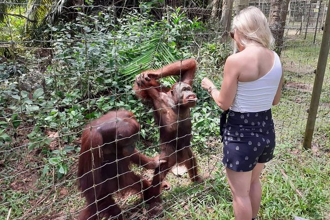 Ipoh Heritage & Orang Utan Island Day Tour from Kuala Lumpur - What the $123.56 price really covers