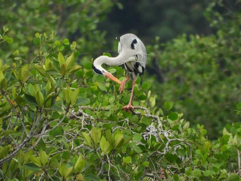 Johor: Sungai Lebam Kayaking with Transfer - Wildlife watching without a guarantee