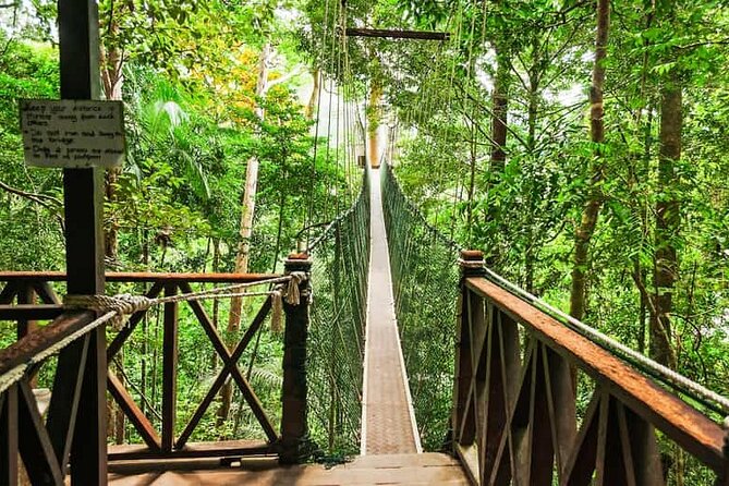 Jungle Odyssey: Unleash Your Adventure in Taman Negara! - Key points at a glance