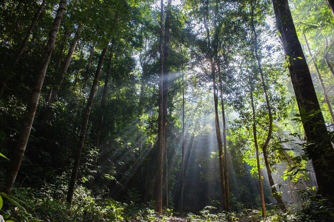 Jungle Odyssey: Unleash Your Adventure in Taman Negara! - Walking under the rainforest canopy