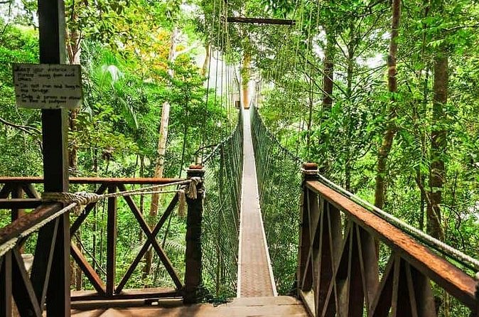 Jungle Odyssey: Unleash Your Adventure in Taman Negara! - The canopy walkway is closed for renovation