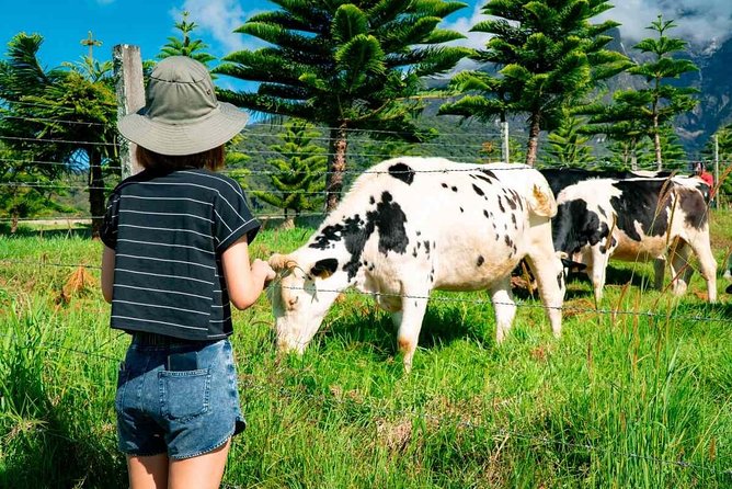 Kinabalu Park With Rumah Terbalik & Desa Cow Farm - Lunch gives the day a needed pause