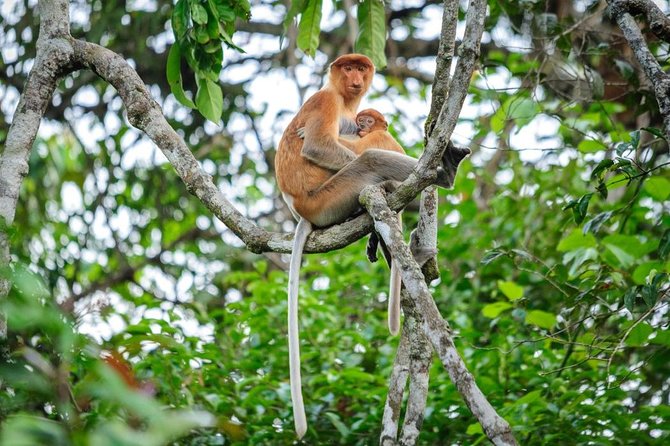 Kinabatangan River Cruise from Sandakan - Looking for proboscis monkeys and river wildlife