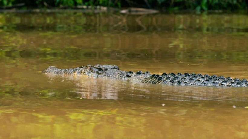 Kinabatangan River Trip from Sandakan with Lunch Included - Key points to know before booking