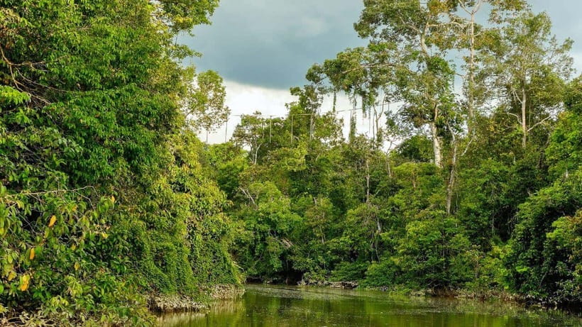 Kinabatangan River Trip from Sandakan with Lunch Included - Booking advice for a smoother day