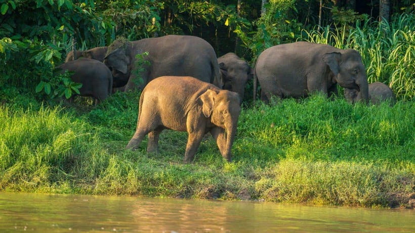 Kinabatangan River Trip from Sandakan with Lunch Included - The real reason to take the river trip