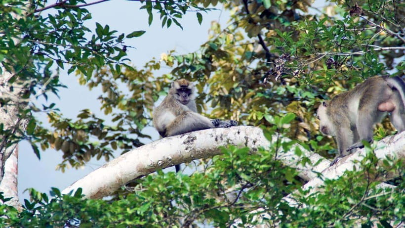 Kinabatangan River Trip from Sandakan with Lunch Included - Afternoon tea, briefing, and the boat launch