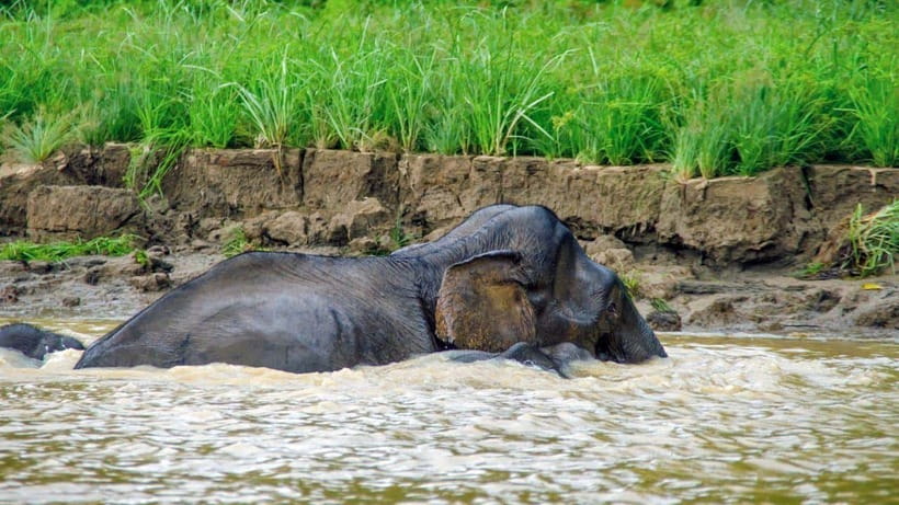 Kinabatangan River Trip from Sandakan with Lunch Included - Starting in Sandakan and reaching Sepilok