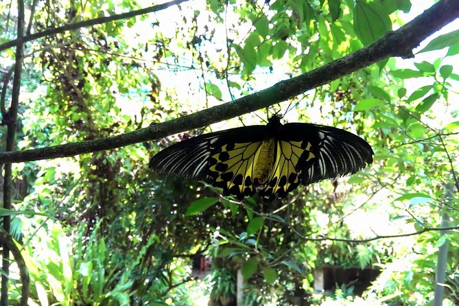 KL Butterfly Park Admission with Kuala Lumpur Famous Landmarks - A butterfly garden in the middle of Kuala Lumpur