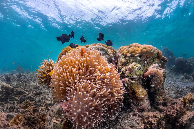 Kota Kinabalu Leisure Scuba Diving Trip (3 Dives) - Meeting the boat at Jesselton Point