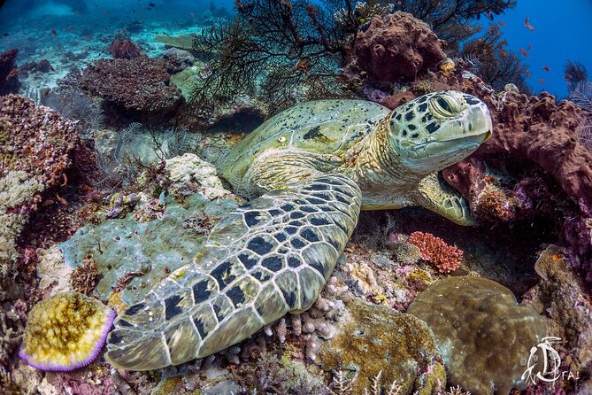 Kota Kinabalu Leisure Scuba Diving Trip (3 Dives) - Lunch, facilities, and time above water