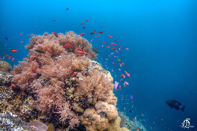 Kota Kinabalu Leisure Scuba Diving Trip (3 Dives) - What the $130.16 price covers