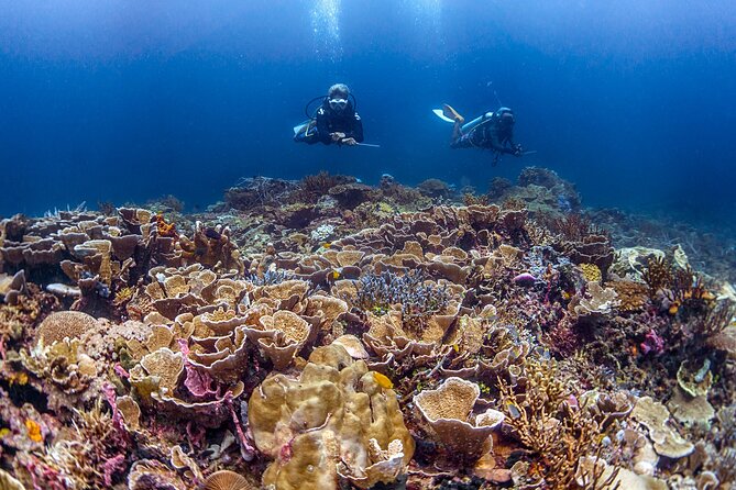 Kota Kinabalu Leisure Scuba Diving Trip (3 Dives) - What the guide adds underwater