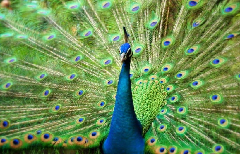 Kuala Lumpur: Bird Park, Butterfly & Garden Private Tour - Orchids, hibiscus, and the cooler green finish