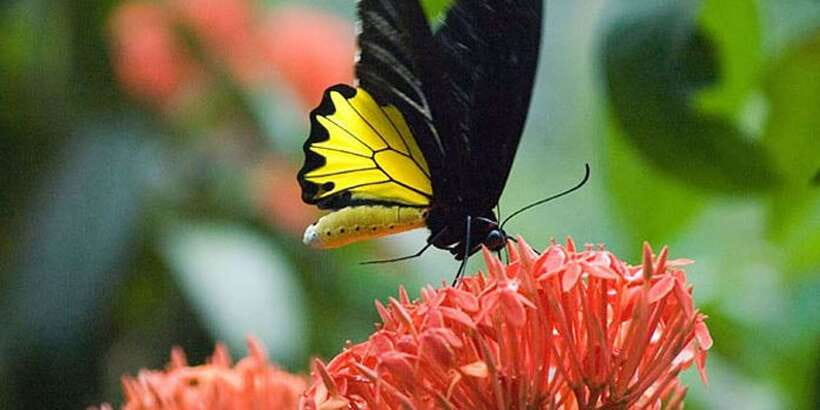 Kuala Lumpur: Bird Park, Butterfly & Garden Private Tour - Is $79 per person good value?