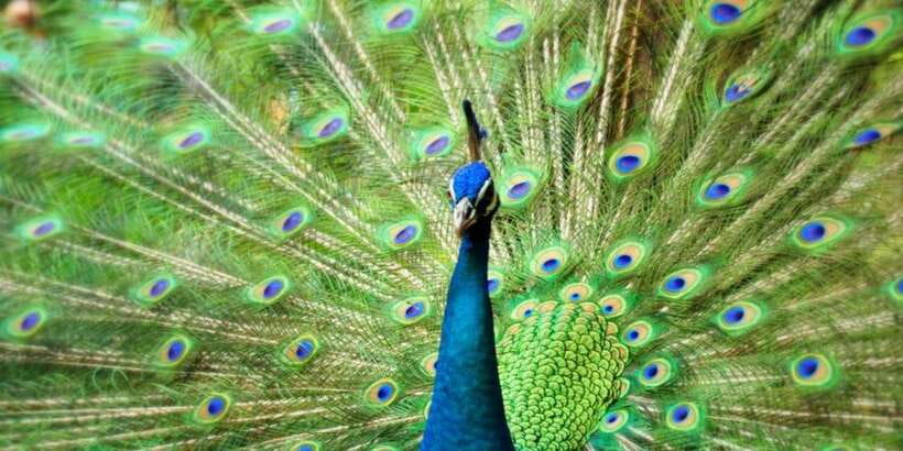 Kuala Lumpur: Bird Park, Butterfly & Garden Private Tour - How to use the four hours well