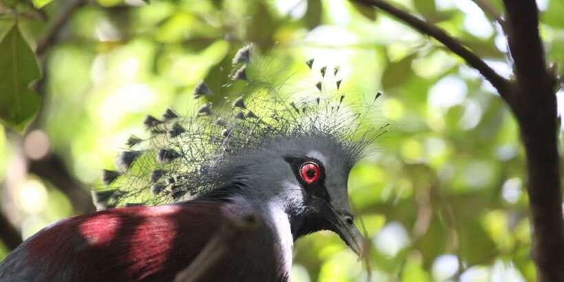Kuala Lumpur: Bird Park, Butterfly & Garden Private Tour - Who should book this private park tour?