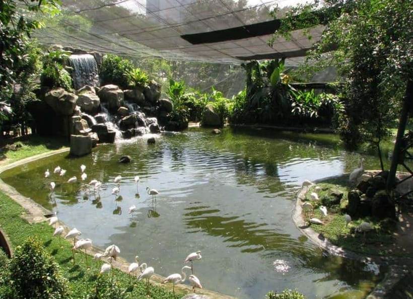 Kuala Lumpur: Bird Park, Butterfly & Garden Private Tour - The Butterfly Park’s close-up encounters