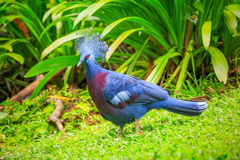 Kuala Lumpur: Bird Park Day Ticket & 1-Way Transfer - Kuala Lumpur Bird Park and the free-flight idea