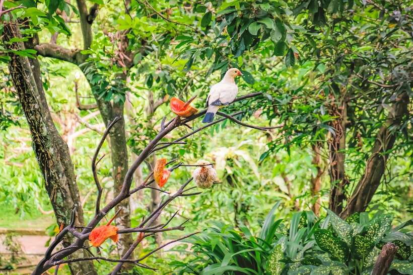 Kuala Lumpur: Bird Park Day Ticket & 1-Way Transfer - Hornbill Park, the main feature
