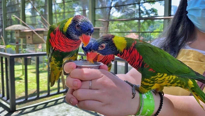 Kuala Lumpur: Bird Park Day Ticket & 1-Way Transfer - Zone 4 and the closer bird encounters