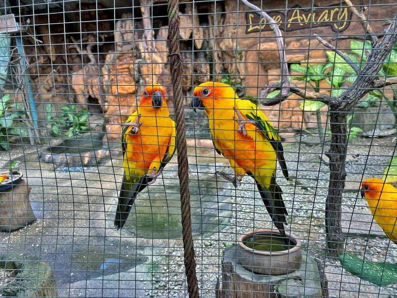 Kuala Lumpur: Bird Park Day Ticket & 1-Way Transfer - What the one-way transfer really gives you