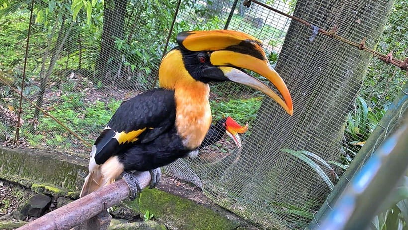 Kuala Lumpur: Bird Park Day Ticket & 1-Way Transfer - How families and different types of visitors will find it