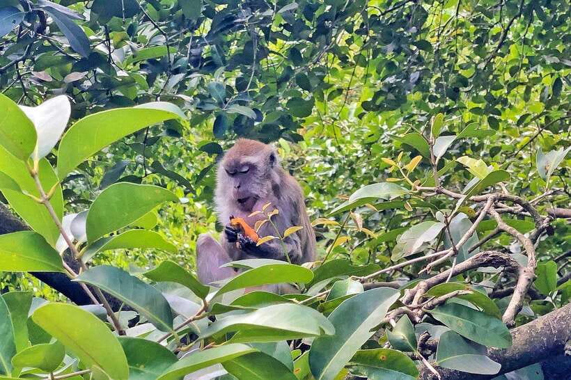 Kuala Lumpur: Bird Park Day Ticket & 1-Way Transfer - Practical details before you go