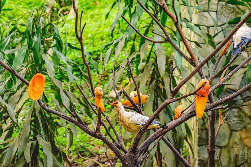 Kuala Lumpur: Bird Park Day Ticket & 1-Way Transfer - Zones 1, 2, and 3: the open aviaries