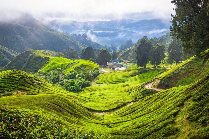 Kuala Lumpur: Cameron Highlands & Batu Caves Private Day Tour - Cameron Bharat Tea Estate and the first cool-air break
