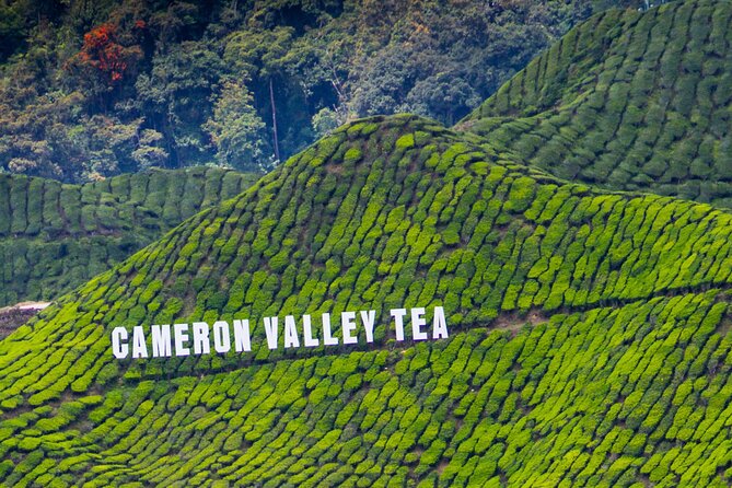 Kuala Lumpur: Cameron Highlands & Batu Caves Private Day Tour - BOH Sungai Palas, the scenic finish