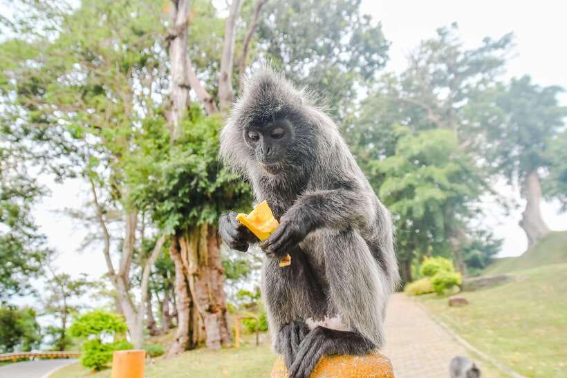 Kuala Lumpur: City Sights, Batu Caves and Fireflies Day Trip - Batu Caves and the 272-step climb