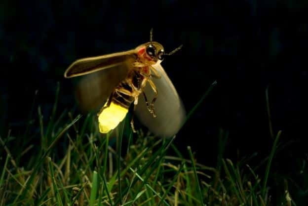 Kuala Lumpur: Fireflies & Blue Tears Tour with Seafood Meal - Key points to know before you book